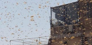 بعد كورونا .. الجراد يغزو دمشق الجراد